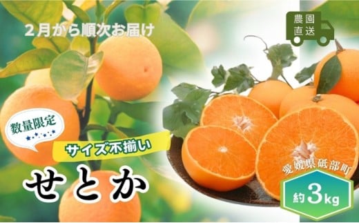 【数量限定！申込12月31日まで】訳アリ 愛媛の柑橘「せとか」 サイズ不揃い 約3kg 2026年2月から順次発送＜ハウス栽培   家庭用 砥部町 みかん 数量限定 先行予約 農園直送 箱＞[№5310-0250]