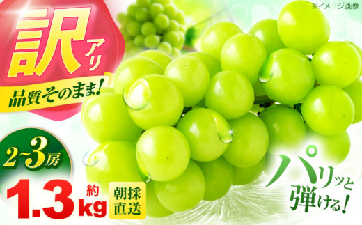 ※【2026年9月発送分／先行予約】【訳あり・ご家庭用】シャインマスカット 約1.3kg(2～3房) / フルーツ 果物 ぶどう マスカット シャインマスカット しゃいんますかっと 訳あり 訳アリ わけあり ワケアリ / 諫早市 / 肥前グローカル株式会社 [AHDI007]
