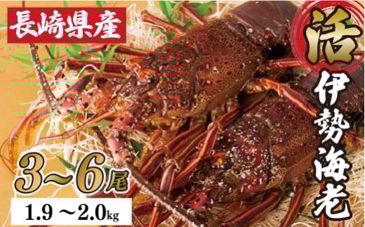 A107a 長崎県産年末年始活き伊勢海老セット