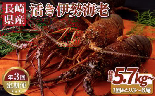 A109a 年3回お届け長崎県産活き伊勢海老