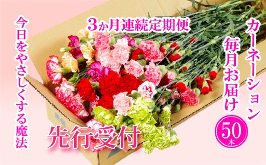 G501p [毎月定期便(全3回)]カーネーション産地直送 生花 切花50本 [黒髪カーネーション&西九州させぼ地域商社] 花ギフト 新鮮 カーネーション 母の日 プレゼント