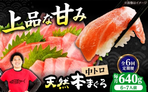 【全6回定期便】極上！たね熟天然本まぐろ中トロ(640g) 天然 マグロ 鮪 中トロ 刺身 魚 魚介 魚介類 海鮮丼 本マグロ 本まぐろ 本鮪 中とろ 中トロ 冷凍 お刺身 お寿司 大阪府高槻市/本まぐろ直売所 [AOCE035] 本マグロ 刺身 寿司 海鮮 旨み 切り身 鮮度抜群 海鮮丼 お取り寄せ 高級魚 ギフト 贈答用 海の幸 家飲み ごちそう おつまみ 炙り 手巻き寿司 お祝い パーティー