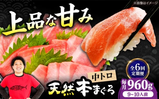 【全6回定期便】極上！たね熟天然本まぐろ中トロ(960g) 天然 マグロ 鮪 中トロ 刺身 魚 魚介 魚介類 海鮮丼 本マグロ 本まぐろ 本鮪 中とろ 中トロ 冷凍 お刺身 お寿司 大阪府高槻市/本まぐろ直売所 [AOCE038] 本マグロ 刺身 寿司 海鮮 旨み 切り身 鮮度抜群 海鮮丼 お取り寄せ 高級魚 ギフト 贈答用 海の幸 家飲み ごちそう おつまみ 炙り 手巻き寿司 お祝い パーティー