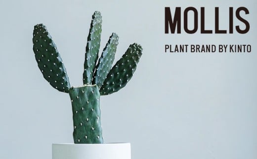 【 観葉植物 】 MOLLIS 墨烏帽子 KINTO サボテン グリーン インテリア