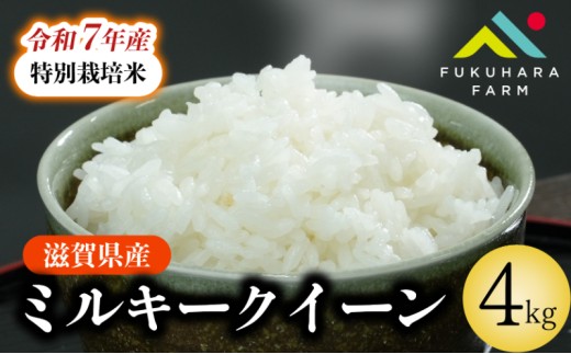 ミルキークイーン 4kg ( 2kg ×2) 特別栽培米 令和7年産 新米 米 精米 こめ コメ お米 ご飯 米 ミルキー クイーン 4キロ 令和7年 滋賀 彦根