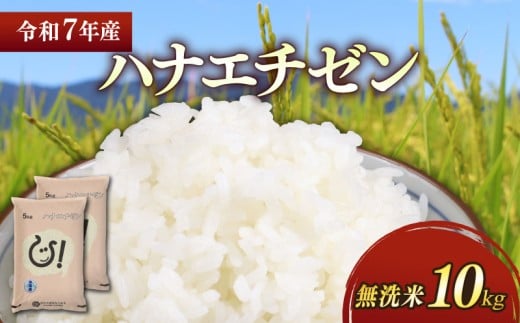 ★無洗米★ 新米 令和7年 彦根産 ハナエチゼン 10kg(5kg×2袋) お米 白米 無洗米 米 こめ コメ おこめ ご飯 ごはん はなえちぜん おすすめ 送料無料 滋賀 彦根 ひこね