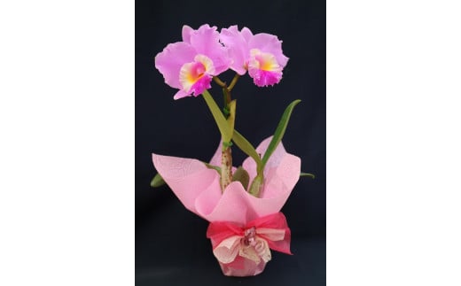 洋蘭 カトレア鉢花 大輪 花 植物 生花 鉢植え 鉢花 インテリア 洋ラン 蘭 カトレア 花鉢 室内 栽培 鑑賞 園芸 ガーデニング リボン ラッピング プレゼント ギフト 贈答用 お祝い