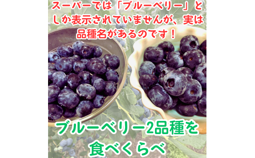 7・8月限定!完熟ブルーベリー2種類食べ比べセット!