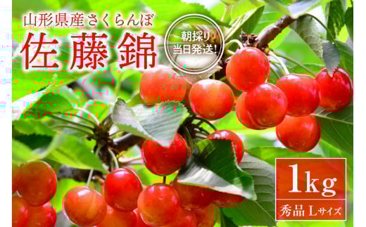 【令和8年産】朝採り&当日出荷!イチ押し農家さんの朝採りさくらんぼ「佐藤錦」秀品 1kg(500g×2パック)バラ詰め 山形県河北町産【河北町観光物産協会】 ka002-005