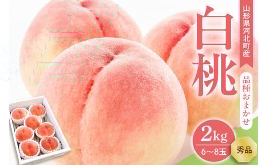 [令和7年産]白桃 品種おまかせ 2kg (6~8玉前後) ギフト箱入 秀品 山形県産 [山形eLab]