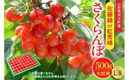 [令和8年産]さくらんぼ 佐藤錦or紅秀峰 500g L玉 手詰め 特秀品 化粧箱入 山形県河北町産 [山形eLab]フルーツ 人気 贈答 ふるさと納税 河北町 2026年産 品種おまかせ ka074-037