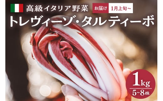 2026年【高級イタリア野菜１kg・レシピ付き】トレヴィーゾ・タルティーボ 5～8株入り 山形県河北町産【かほくらし社】 高級 イタリア野菜 河北町 山形県 人気 ka019-312f-r7
