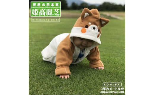 天然の日本芝「姫高麗芝」1平方メートル分 芝 芝生 天然 天然芝