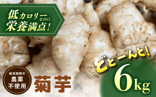 【栽培期間中農薬不使用】 菊芋 6kg 野菜 キクイモ いも 多治見市 / 諏訪農林 [TDO007]