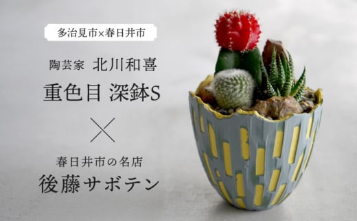 多治見市×春日井市コラボ 【美濃焼】 陶芸家「北川和喜」 重色目 深鉢S × 【日本有数のサボテンの生産地】 春日井市の名店 後藤サボテン 【井澤コーポレーション】 [TBP174]