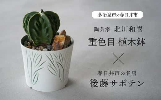 多治見市×春日井市コラボ 【美濃焼】 陶芸家「北川和喜」 重色目 植木鉢 × 【日本有数のサボテンの生産地】 春日井市の名店 後藤サボテン 【井澤コーポレーション】 [TBP176]