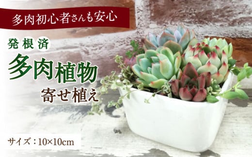 多肉植物の寄せ植え （10×10cm） 多治見市 / 多肉SHOP KATIE 多肉ショップ ケイティ 観葉植物 多肉 植木鉢 [TGF001]