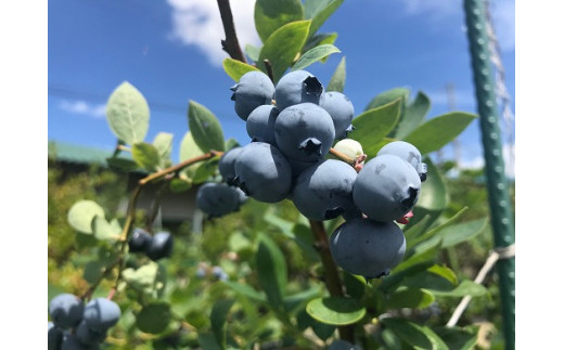 【加工に最適/冷凍】淡路島 馬回集落のブルーベリー 1kg