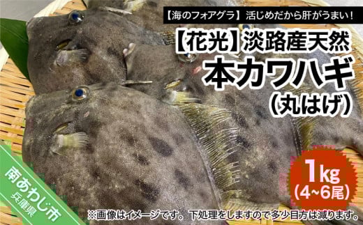 淡路産天然本カワハギ(丸はげ)1kg