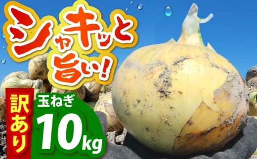 【今が旬!】 訳あり 玉ねぎ 10kg 　【えぐちファーム】 [HDE002] 不揃い たまねぎ 小玉 玉葱 中生 晩生 タマネギ 佐賀県 江北町