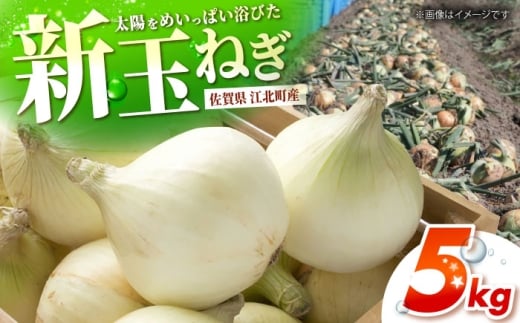 【先行予約】 新玉ねぎ 5kg 【吉祥】 [HDG015]
