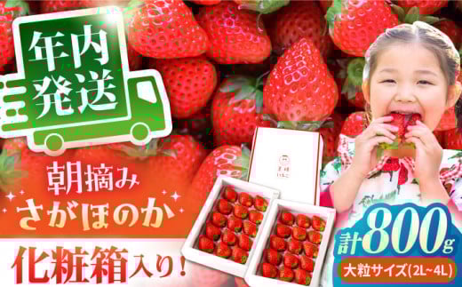 【農薬0への挑戦】【11月下旬〜12月発送】王様のいちご さがほのか 800g ( 400g×2箱 )【むらおか農園】 [HAF002] 年内発送