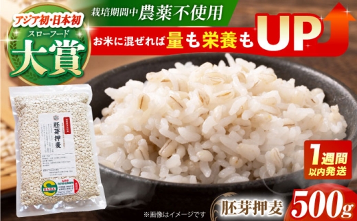 【スピード発送】【栽培期間中農薬不使用】胚芽押麦 500g＜1等麦使用＞江北町産 サチホゴールデン【葦農】[HAJ002] 雑穀 雑穀米 麦ごはん 1等麦 麦 特別栽培農産物 佐賀 食物繊維 500g 真空パック 真空