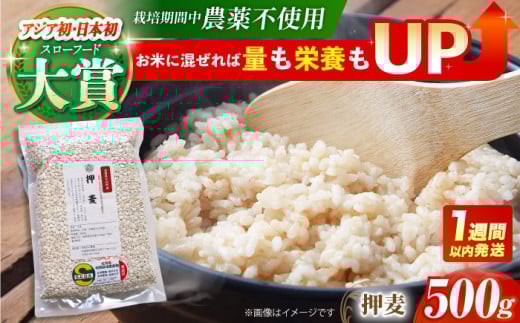 【栽培期間中農薬不使用】押麦 500g＜1等麦使用＞江北町産 サチホゴールデン【葦農】[HAJ011] 雑穀 雑穀米