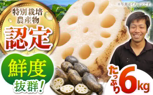 【先行予約】【特別栽培農産物 認定】＜地元 江北町産＞ 泥付き 蓮根 6kg ( 3kg×2 ) 【百武青果】 [HAE002]