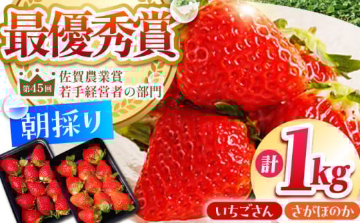 【農薬0への挑戦】【2～4月発送】朝摘みいちご1kg ( いちごさん・さがほのか計4パック ) 【むらおか農園】 [HAF020] / いちご 苺 イチゴ 果物 くだもの フルーツ いちごさん さがほのか 佐賀県 国産