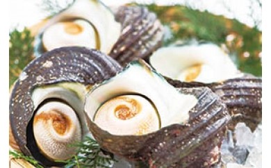 産地直送!うすき豊後水道物語 サザエセット 約2kg