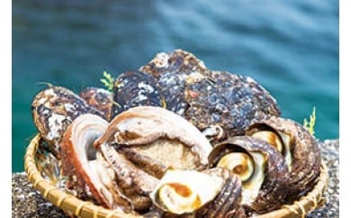 アワビやサザエをたっぷり贅沢に堪能!臼杵産貝類詰め合わせ