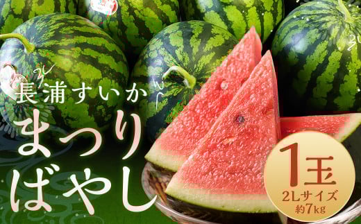 長浦すいか 「まつりばやし」 1玉 2Lサイズ 7kg台 [2025年6月下旬〜8月下旬迄発送予定] / 長浦スイカ すいか スイカ 西瓜 果物 フルーツ くだもの