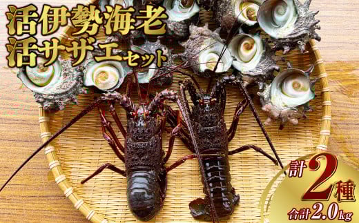 活伊勢海老（イセエビ）0.5kg・活サザエ1.5kg 伊勢海老 エビ サザエ セット 刺身 つぼ焼き 伊勢エビ 旨味 凝縮 生食 新鮮 活締め
