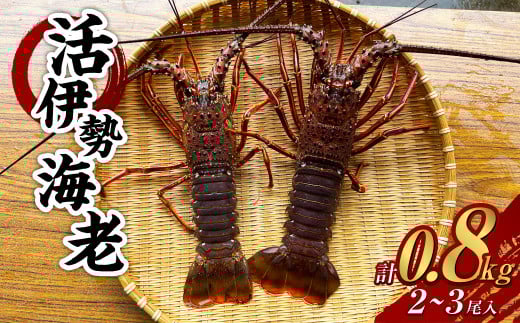 活 伊勢海老 (イセエビ) 2～3尾入り 800g 伊勢エビ エビ 海老 新鮮