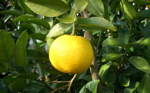 生搾りゆうこう果汁100％ ／ 飲料 調味料 果汁 ジュース 果物 フルーツ 柑橘