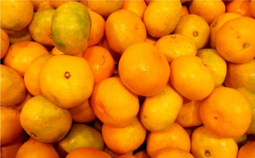 訳あり 晩生完熟みかん10kg ( ご自宅用 ) ／  果物 くだもの フルーツ 柑橘 蜜柑 ミカン 晩生みかん 完熟 青果品 訳アリ ワケアリ わけあり 理由あり 国産 大将農園 長崎県 長崎市 【2026年1月上旬～2月下旬迄発送予定】