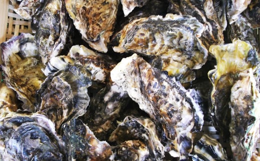 長崎県産 大村湾 殻付き牡蠣セット 2.5kg 浜揚げ直送 ( 軍手 牡蠣ナイフ1本 レモン付 ) ／ カキ かき 魚介類 オイスター 魚介 海鮮 グルメ 長崎県 長崎市 【2026年1月上旬～2月下旬迄発送予定】