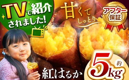 さつまいも TVで紹介! 【 アフター保証 】甘くておいしい! 紅はるか 5kg | さつまいも サツマイモ 芋 いも 野菜 紅はるか べにはるか 1kg 5kg 10kg