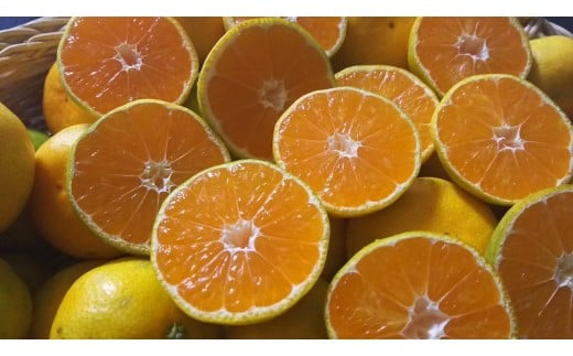 68-76 進栄 【家庭用】極早生温州みかん 約10kg