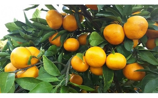 68-80 進栄 【家庭用】早生温州みかん 約10kg