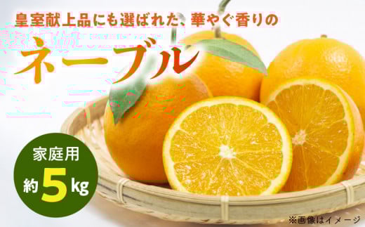 54-13 【先行予約】福島オレンジ農園 【家庭用】減農薬栽培! おいしい樹成甘熟!!ネーブル 約5kg