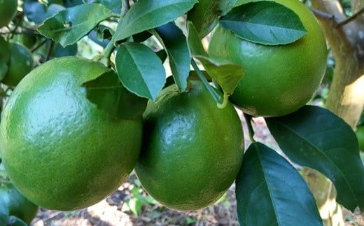 68-43 進栄 農薬を使わず栽培!! レモン約2kg