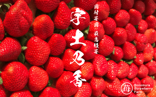 74-51_01【1月発送】園村苺園 ★最高級苺★糖度15度以上+3Lサイズ以上★「宇土乃香」苺