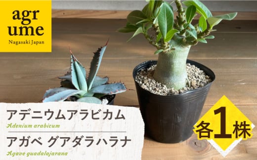 アデニウム アラビカム & アガベ グアダラハラナ Adenium arabicum ＆ Agave guadalajarana 各1株 長与町/アグリューム [EAI210]