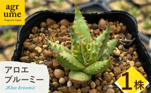 【数量限定】 Aloe broomii　アロエ ブルーミー 1株 長与町/アグリューム [EAI120] 観葉植物 多肉植物 苗 植物 アロエ あろえ インテリア