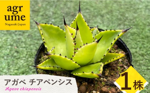 Agave chiapensis　アガベ チアペンシス 1株 長与町/アグリューム [EAI121] 観葉植物 多肉植物 苗 植物 アガベ あがべ インテリア