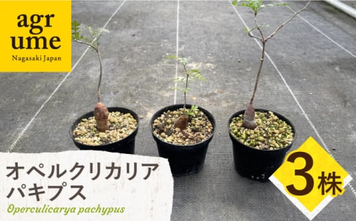 Operculicarya pachypus オペルクリカリア パキプス 3株 長与町/アグリューム [EAI163]