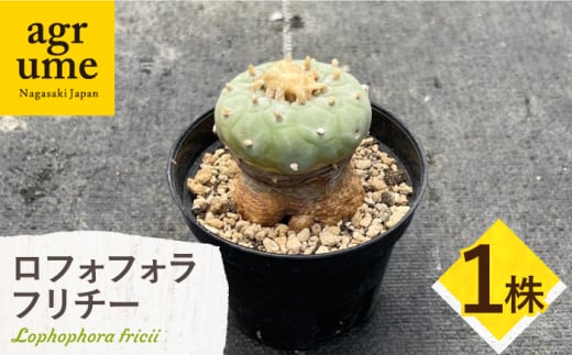 ロフォフォラ 銀冠玉 Lophophora fricii 1株 長与町/アグリューム 