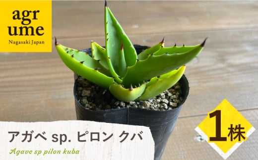 アガベ sp. ピロン クバ 1株 Agave sp pilon kuba 長与町/アグリューム [EAI203]